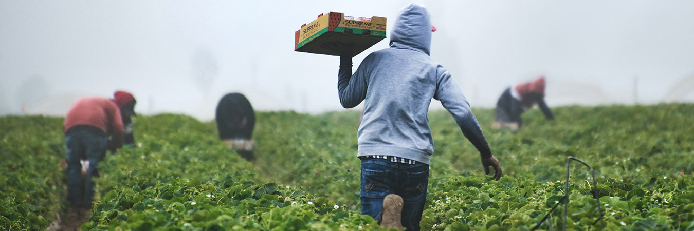 Invest in Africa's Agricultural Sector