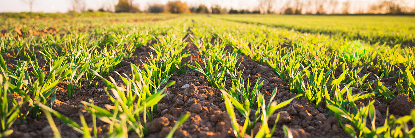 Invest in Africa's Agricultural Sector