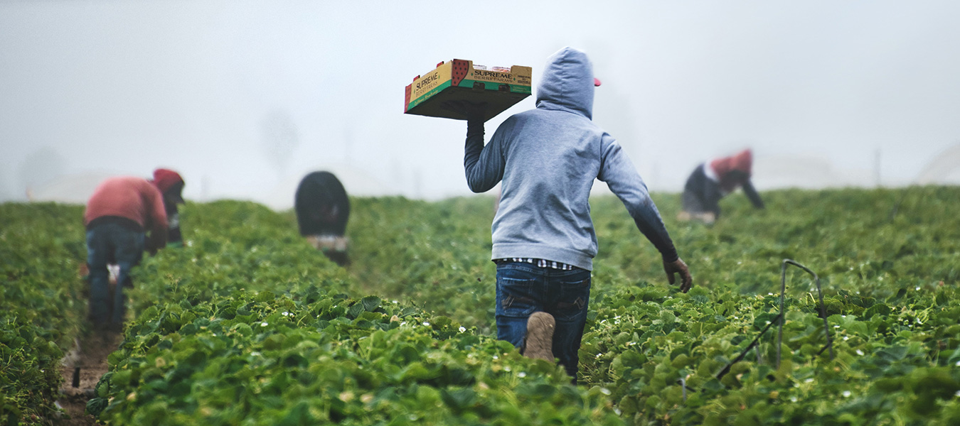 Inara Consult - Invest in Africa Farming